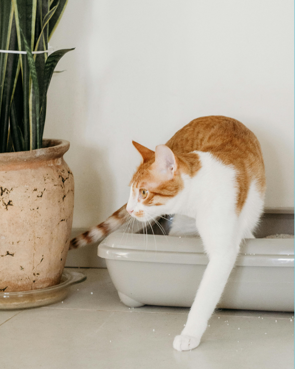 Toilet & Cleanliness